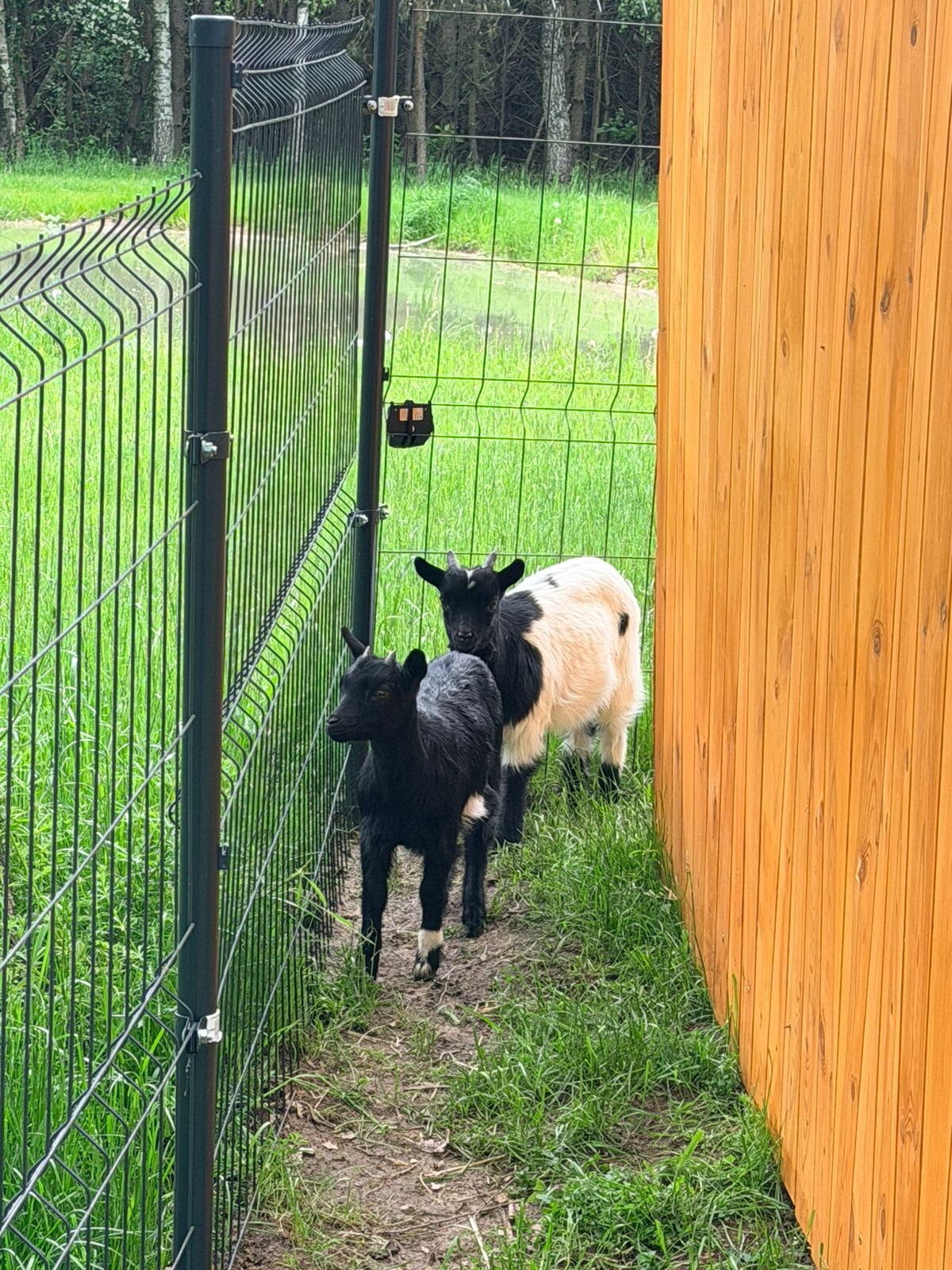 Mini Zoo i plac zabaw
