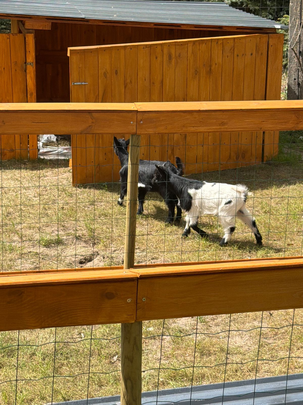 Mini Zoo i plac zabaw