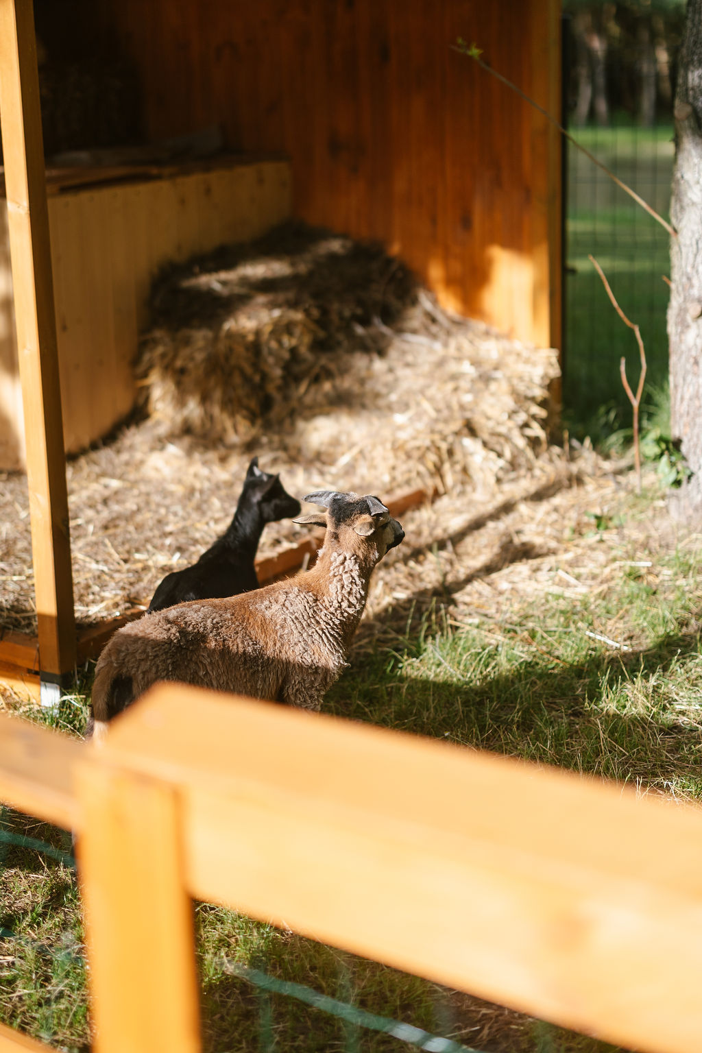 Mini Zoo i plac zabaw