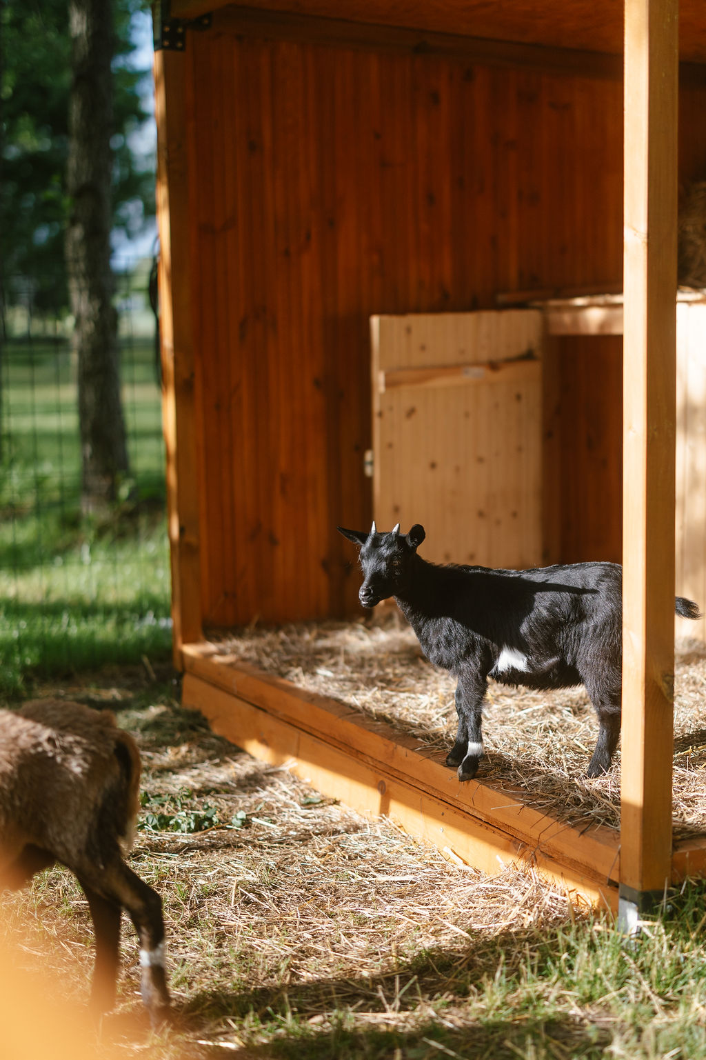 Mini Zoo i plac zabaw