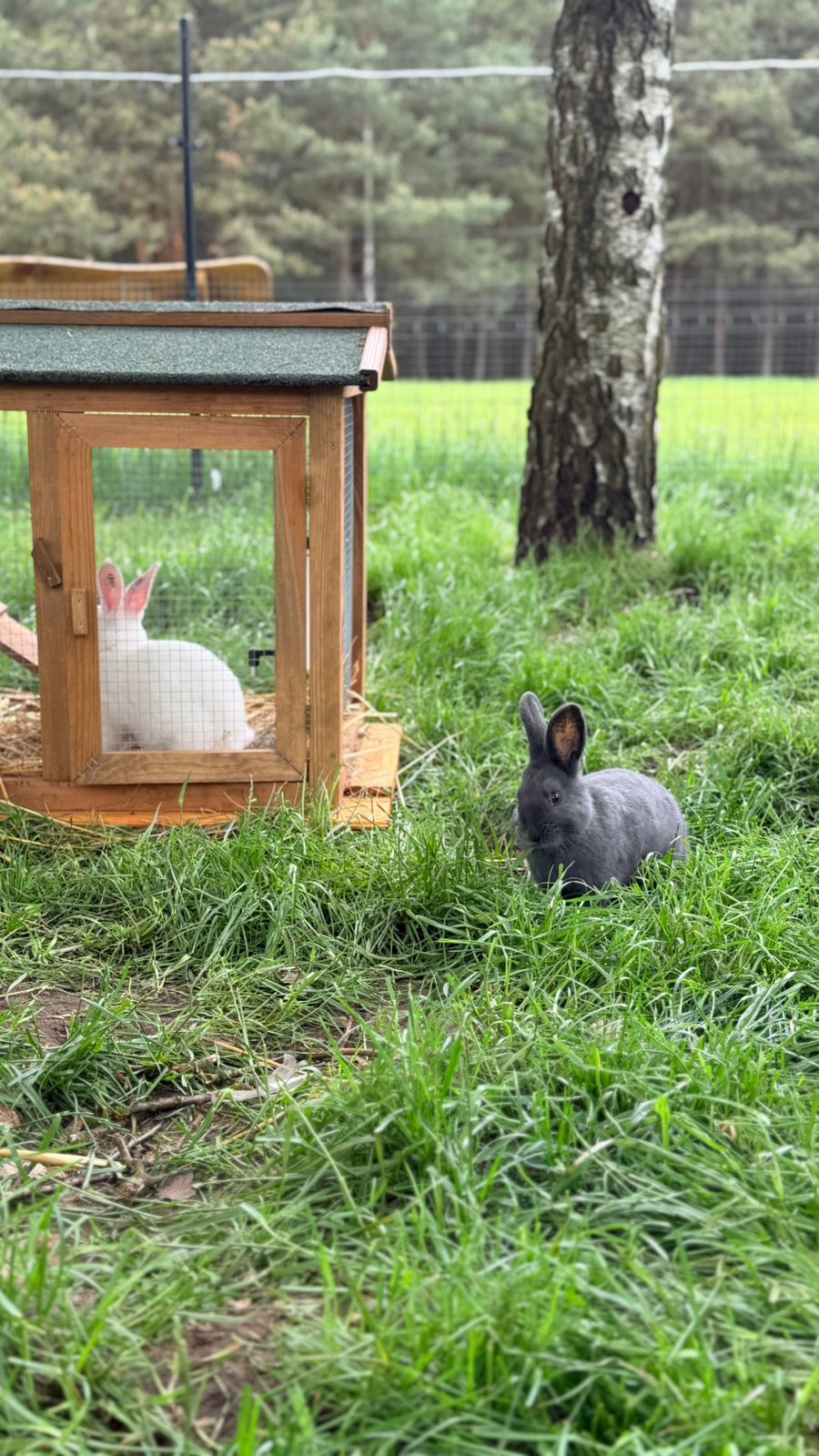 Mini Zoo i plac zabaw
