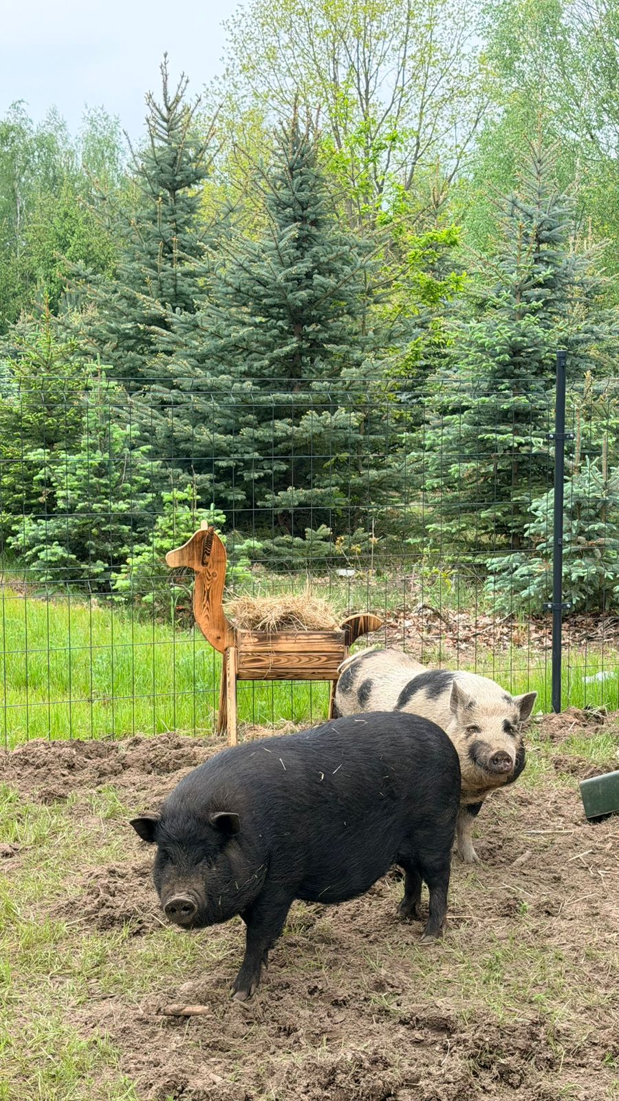 Mini Zoo i plac zabaw