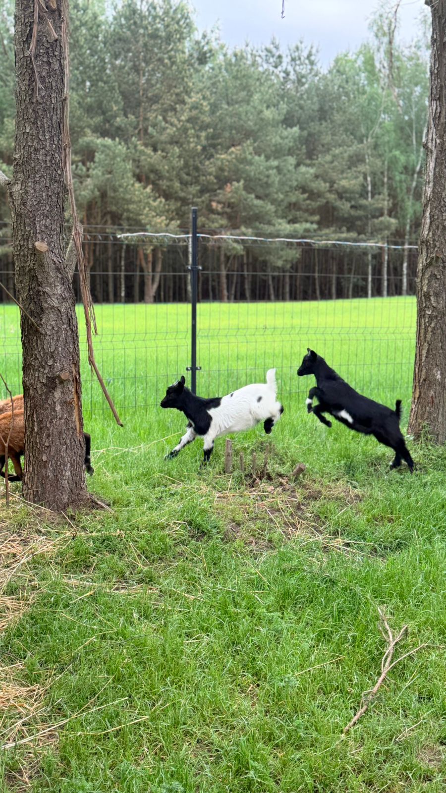 Mini Zoo i plac zabaw
