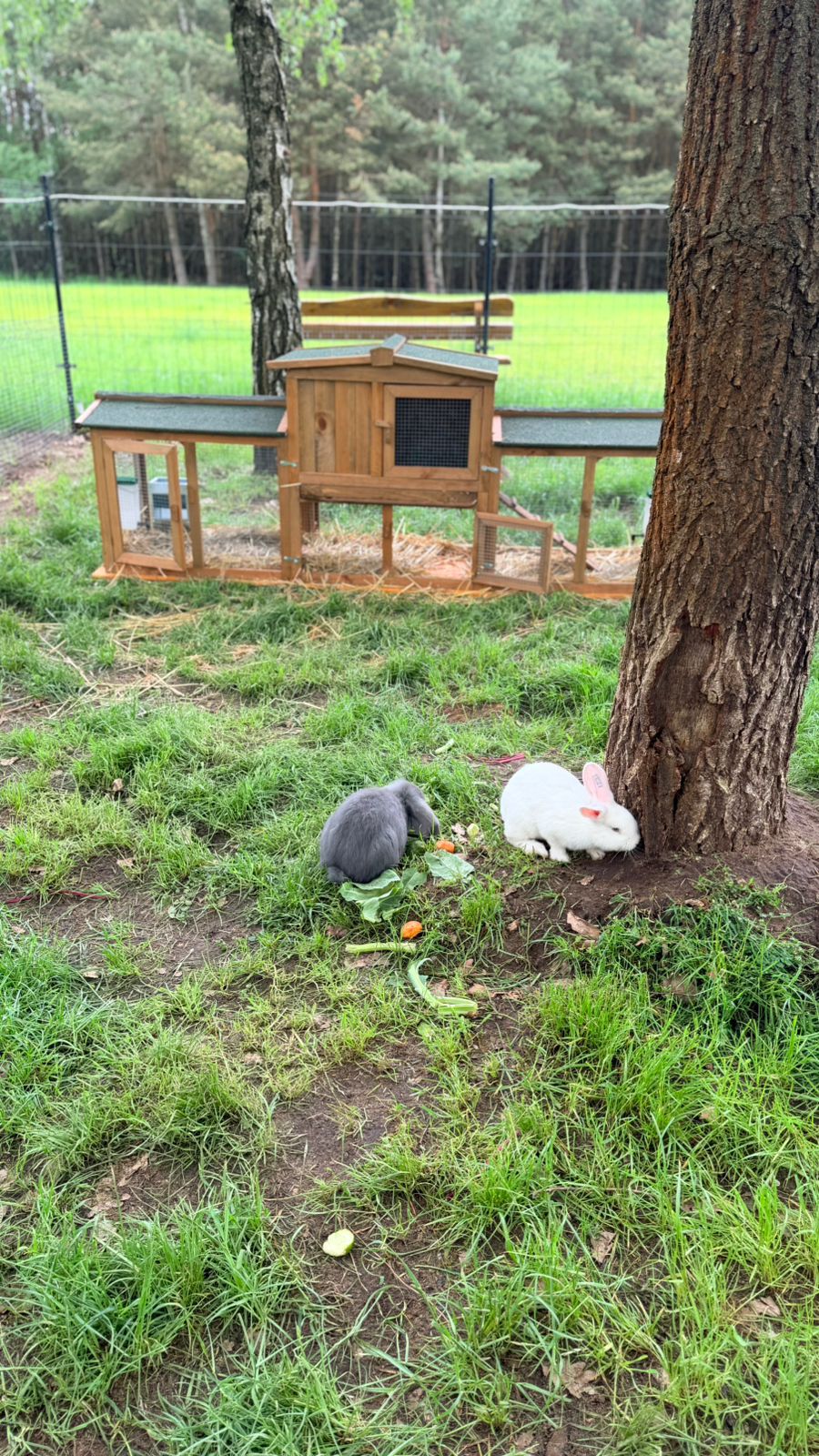 Mini Zoo i plac zabaw