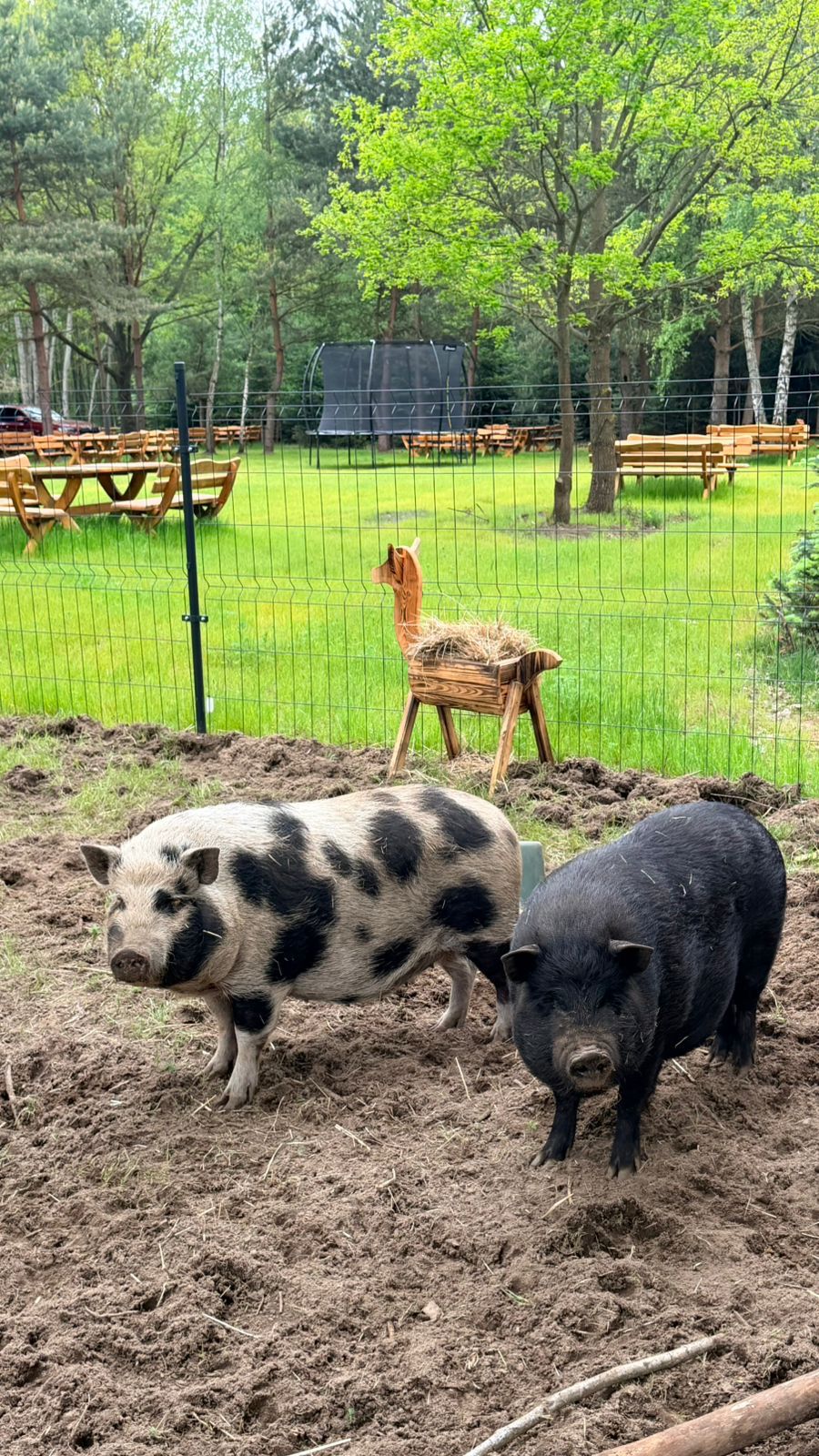Mini Zoo i plac zabaw