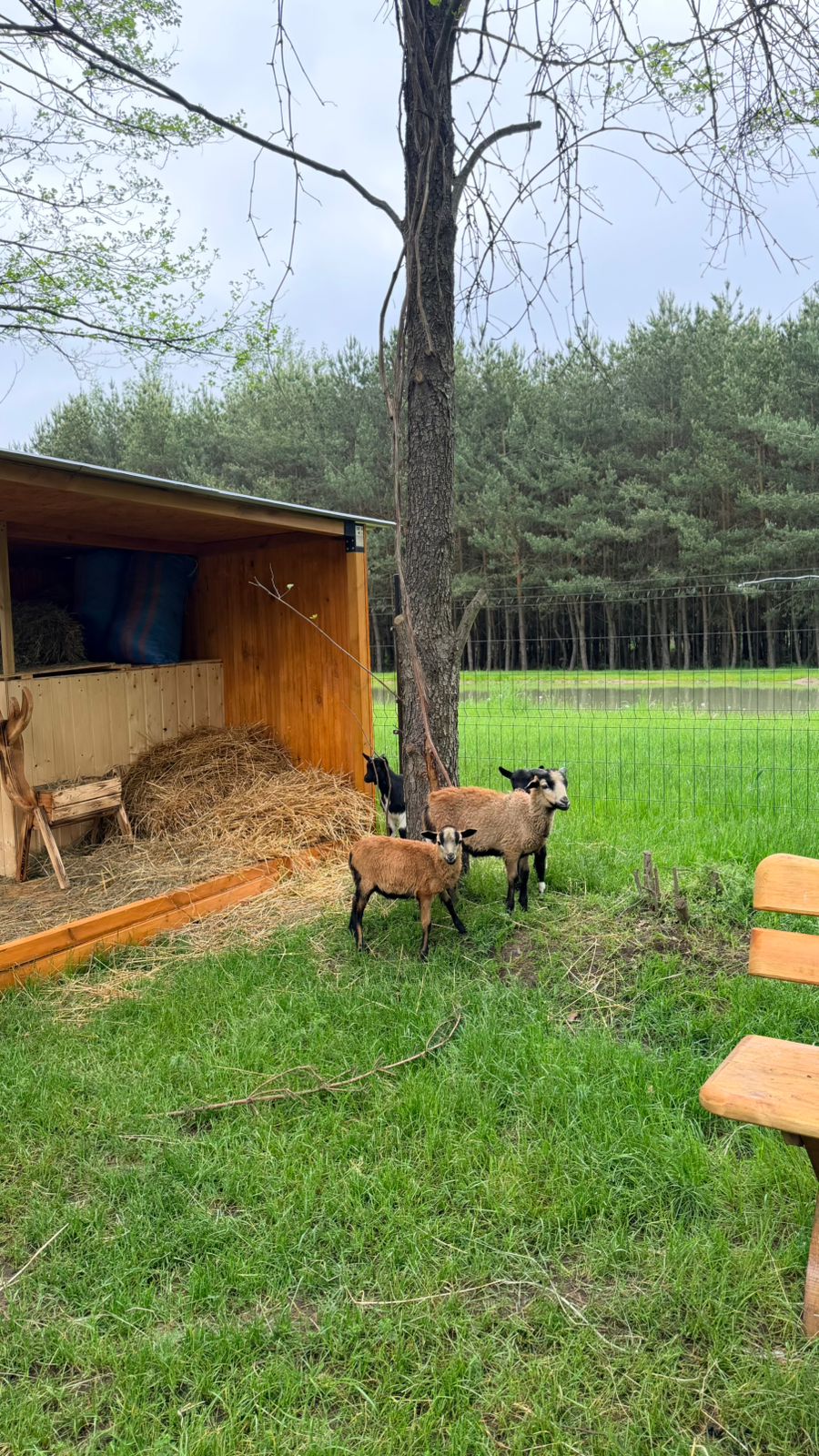 Mini Zoo i plac zabaw