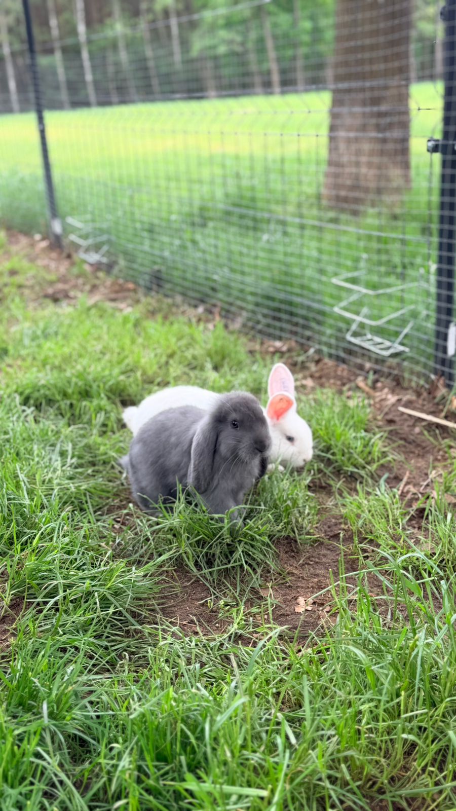 Mini Zoo i plac zabaw