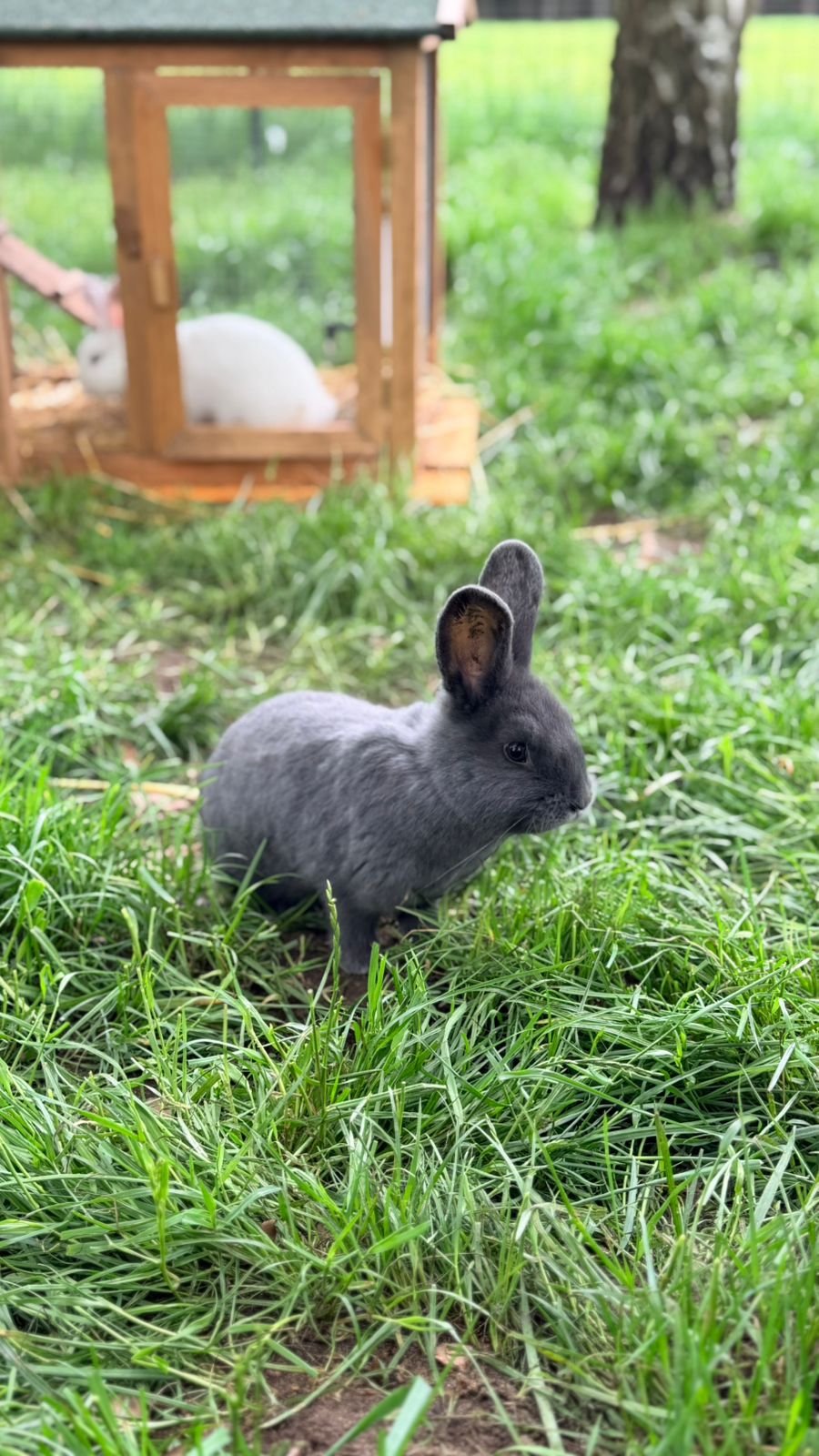 Mini Zoo i plac zabaw