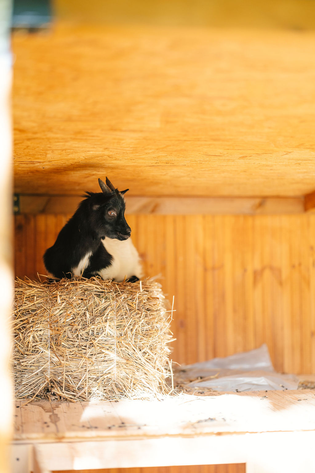 Mini Zoo i plac zabaw