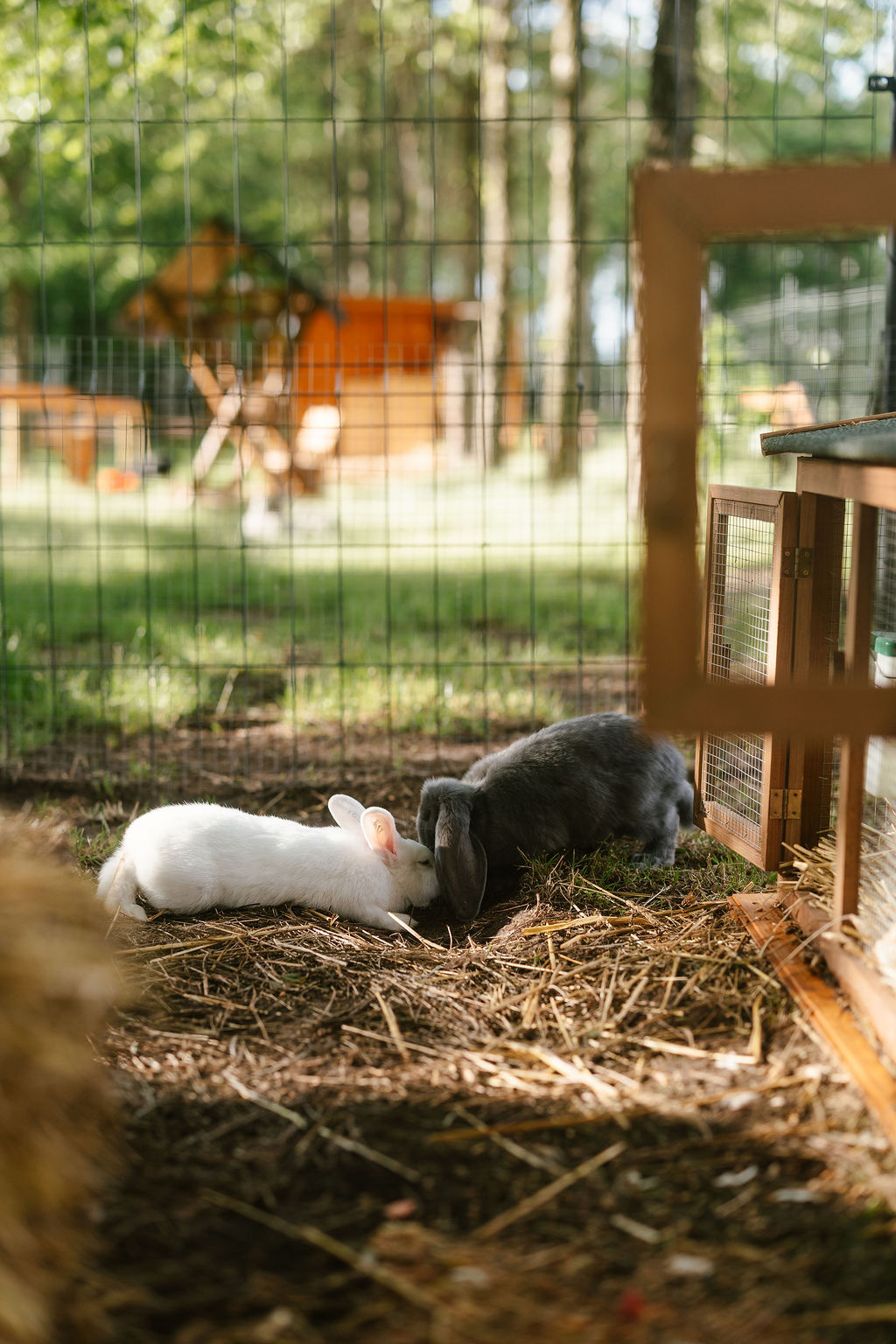 Mini Zoo i plac zabaw