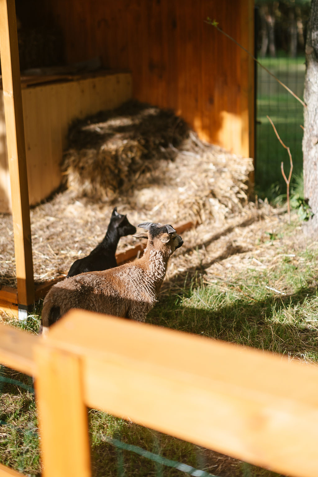 Mini Zoo i plac zabaw