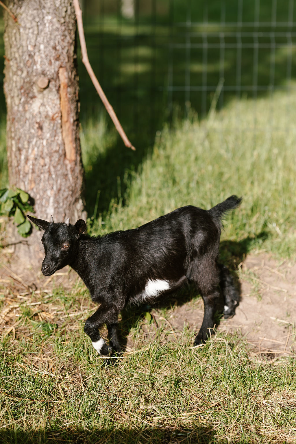Mini Zoo i plac zabaw
